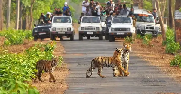 Haridwar to Jim Corbett (Ramnagar) taxi